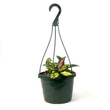 Load image into Gallery viewer, Hoya, 7.5in HB, Carnosa Krimson Princess - Floral Acres Greenhouse & Garden Centre