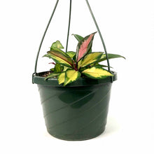 Load image into Gallery viewer, Hoya, 7.5in HB, Carnosa Krimson Princess - Floral Acres Greenhouse & Garden Centre