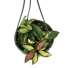 Load image into Gallery viewer, Hoya, 7.5in HB, Carnosa Krimson Princess - Floral Acres Greenhouse & Garden Centre
