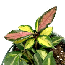 Load image into Gallery viewer, Hoya, 7.5in HB, Carnosa Krimson Princess - Floral Acres Greenhouse & Garden Centre