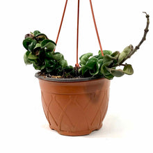 Load image into Gallery viewer, Hoya, 7.5in HB, Carnosa Compacta - Floral Acres Greenhouse & Garden Centre