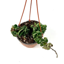 Load image into Gallery viewer, Hoya, 7.5in HB, Carnosa Compacta - Floral Acres Greenhouse & Garden Centre