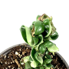 Load image into Gallery viewer, Hoya, 7.5in HB, Carnosa Compacta - Floral Acres Greenhouse & Garden Centre