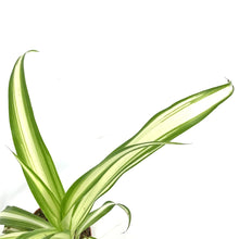Load image into Gallery viewer, Spider Plant, 2.5in, Green Edge - Floral Acres Greenhouse & Garden Centre