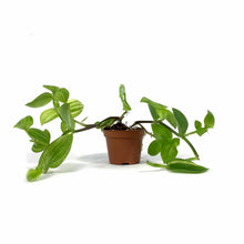 Load image into Gallery viewer, Tradescantia, 2.5in, Yellow - Floral Acres Greenhouse & Garden Centre