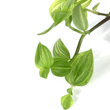 Load image into Gallery viewer, Tradescantia, 2.5in, Yellow - Floral Acres Greenhouse & Garden Centre