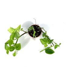 Load image into Gallery viewer, Tradescantia, 2.5in, Yellow - Floral Acres Greenhouse & Garden Centre