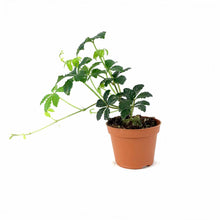 Load image into Gallery viewer, Sugar Vine, 2.5in, Parthenocissus Clusiifolia - Floral Acres Greenhouse & Garden Centre