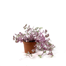 Load image into Gallery viewer, Callisia, 2.5in, Pink Lady - Floral Acres Greenhouse & Garden Centre