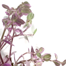 Load image into Gallery viewer, Callisia, 2.5in, Pink Lady - Floral Acres Greenhouse & Garden Centre