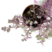 Load image into Gallery viewer, Callisia, 2.5in, Pink Lady - Floral Acres Greenhouse & Garden Centre