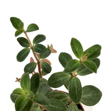 Load image into Gallery viewer, Peperomia, 2.5in, Verticillata Red Log - Floral Acres Greenhouse & Garden Centre