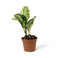 Load image into Gallery viewer, Peperomia, 2.5in, Obtusifolia Marble - Floral Acres Greenhouse & Garden Centre