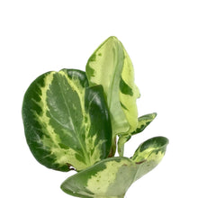 Load image into Gallery viewer, Peperomia, 2.5in, Obtusifolia Marble - Floral Acres Greenhouse & Garden Centre