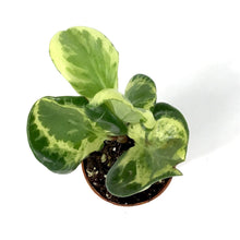 Load image into Gallery viewer, Peperomia, 2.5in, Obtusifolia Marble - Floral Acres Greenhouse & Garden Centre
