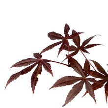 Load image into Gallery viewer, Japanese Maple, 6in, Upright, Assorted Varieties - Floral Acres Greenhouse & Garden Centre