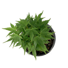 Load image into Gallery viewer, Japanese Maple, 6in, Upright, Assorted Varieties - Floral Acres Greenhouse & Garden Centre