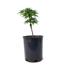 Load image into Gallery viewer, Japanese Maple, 6in, Upright, Assorted Varieties - Floral Acres Greenhouse & Garden Centre