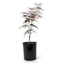 Load image into Gallery viewer, Japanese Maple, 6in, Upright, Assorted Varieties - Floral Acres Greenhouse & Garden Centre
