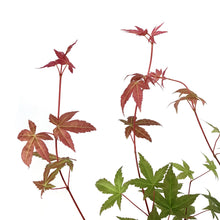 Load image into Gallery viewer, Japanese Maple, 6in, Upright, Assorted Varieties - Floral Acres Greenhouse & Garden Centre