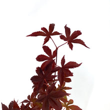 Load image into Gallery viewer, Japanese Maple, 6in, Upright, Assorted Varieties - Floral Acres Greenhouse & Garden Centre