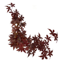 Load image into Gallery viewer, Japanese Maple, 6in, Upright, Assorted Varieties - Floral Acres Greenhouse & Garden Centre
