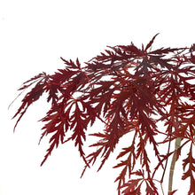 Load image into Gallery viewer, Japanese Maple, 6in, Cascading, Assorted Varieties - Floral Acres Greenhouse & Garden Centre