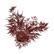 Load image into Gallery viewer, Japanese Maple, 6in, Cascading, Assorted Varieties