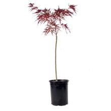 Load image into Gallery viewer, Japanese Maple, 6in, Cascading, Assorted Varieties - Floral Acres Greenhouse & Garden Centre