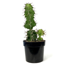 Load image into Gallery viewer, Cactus, 10in, Cow's Horn Euphorbia - Floral Acres Greenhouse & Garden Centre