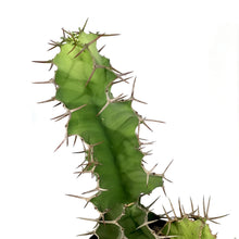 Load image into Gallery viewer, Cactus, 10in, Cow's Horn Euphorbia - Floral Acres Greenhouse & Garden Centre
