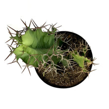 Load image into Gallery viewer, Cactus, 10in, Cow's Horn Euphorbia - Floral Acres Greenhouse & Garden Centre