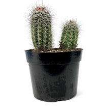 Load image into Gallery viewer, Cactus, 8in, Trichocereus grandiflorus 'Torch' - Floral Acres Greenhouse & Garden Centre