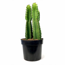 Load image into Gallery viewer, Cactus, 10in, Candelabra Tree - Floral Acres Greenhouse &amp; Garden Centre
