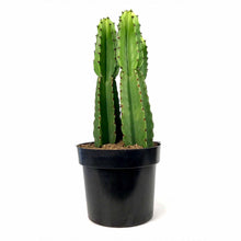 Load image into Gallery viewer, Cactus, 10in, Candelabra Tree - Floral Acres Greenhouse & Garden Centre