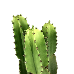 Cactus, 10in, Candelabra Tree - Floral Acres Greenhouse & Garden Centre