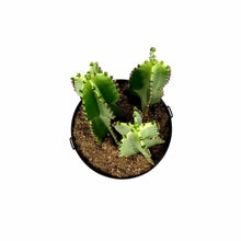 Load image into Gallery viewer, Cactus, 10in, Candelabra Tree - Floral Acres Greenhouse &amp; Garden Centre
