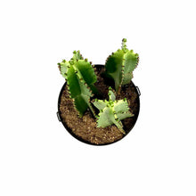 Load image into Gallery viewer, Cactus, 10in, Candelabra Tree - Floral Acres Greenhouse & Garden Centre