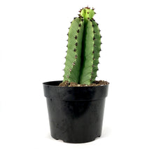 Load image into Gallery viewer, Cactus, 8in, Candelabra Tree - Floral Acres Greenhouse & Garden Centre