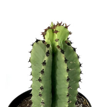 Load image into Gallery viewer, Cactus, 8in, Candelabra Tree - Floral Acres Greenhouse & Garden Centre