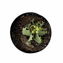 Load image into Gallery viewer, Cactus, 8in, Candelabra Tree - Floral Acres Greenhouse & Garden Centre
