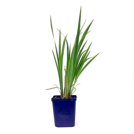 Iris, 15cm, Silver Edge - Floral Acres Greenhouse & Garden Centre