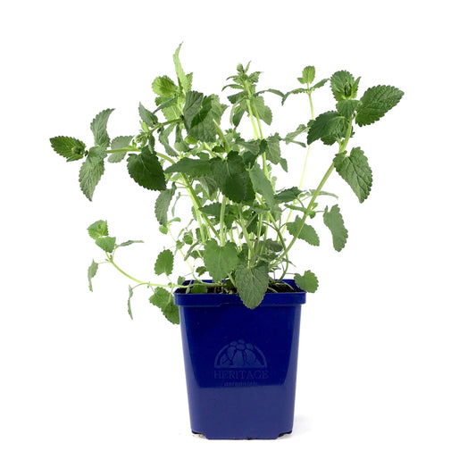 Nepeta, 15cm, Whispurr™ Pink - Floral Acres Greenhouse & Garden Centre