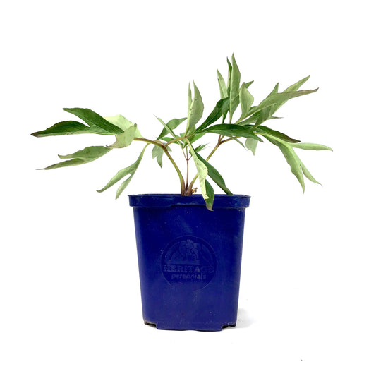 Peony, 15cm, Cora Louise - Floral Acres Greenhouse & Garden Centre