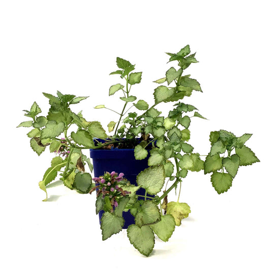 Lamium, 9cm, Orchid Frost - Floral Acres Greenhouse & Garden Centre