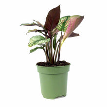 Load image into Gallery viewer, Calathea, 4in, White Star - Floral Acres Greenhouse & Garden Centre