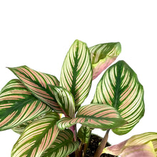 Load image into Gallery viewer, Calathea, 4in, White Star - Floral Acres Greenhouse & Garden Centre