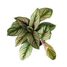 Load image into Gallery viewer, Calathea, 4in, White Star - Floral Acres Greenhouse & Garden Centre