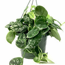 Load image into Gallery viewer, Scindapsus, 7.5in HB, Silvery Anne - Floral Acres Greenhouse & Garden Centre