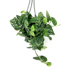 Load image into Gallery viewer, Scindapsus, 7.5in HB, Silvery Anne - Floral Acres Greenhouse & Garden Centre